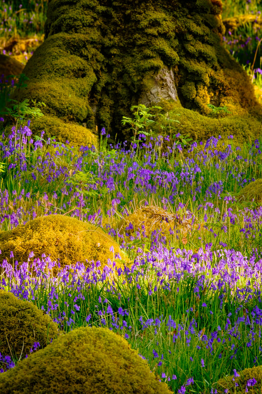 Bluebells amongst the ancient oaks and moss-covered boulders of Ariundle Oakwood | Sunart Scotland