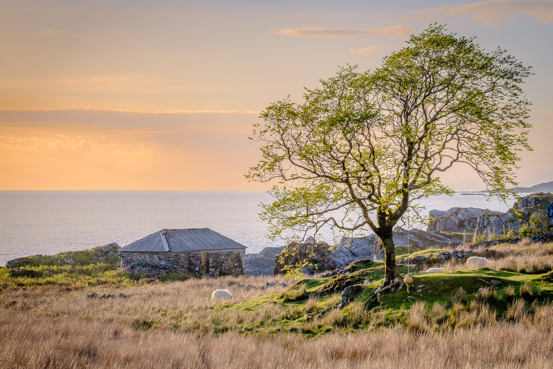 A stone byre and a lone tree at Smirisary on a Spring evening at sunset| Moidart Scotland | Steven Marshall Photography