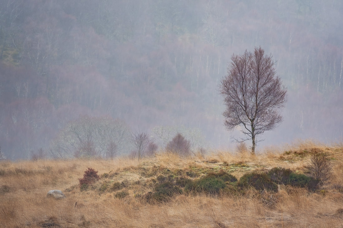 A single bare silver birch tree in the mist at Ariundle Oakwood | Sunart Scotland | Steven Marshall Photography