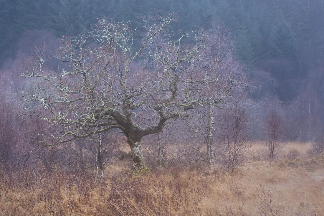 A single oak tree in Ariundle Oakwood near Strontian | Sunart Scotland | Steven Marshall Photography