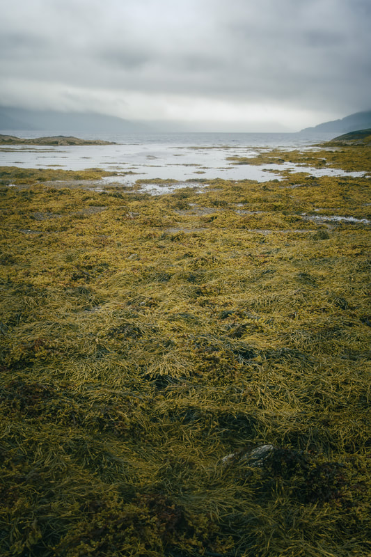 Yellow bladder wrack on the shore of Loch Sunart at Sàilean nan Cuileag| Sunart Scotland | Steven Marshall Photography