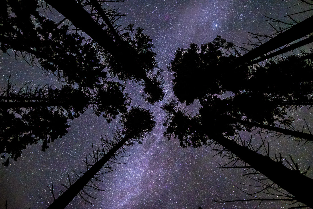 Milky Way through a canopy of Scots Pines at Sailean nan Cuileag near Salen | Stargazing Ardnamurchan Scotland| Steven Marshall Photography
