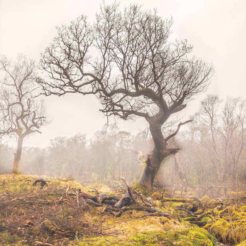 An iPhone shot of a twisted old oak tree stands proud against a misty backdrop in the Ariundle Oakwood