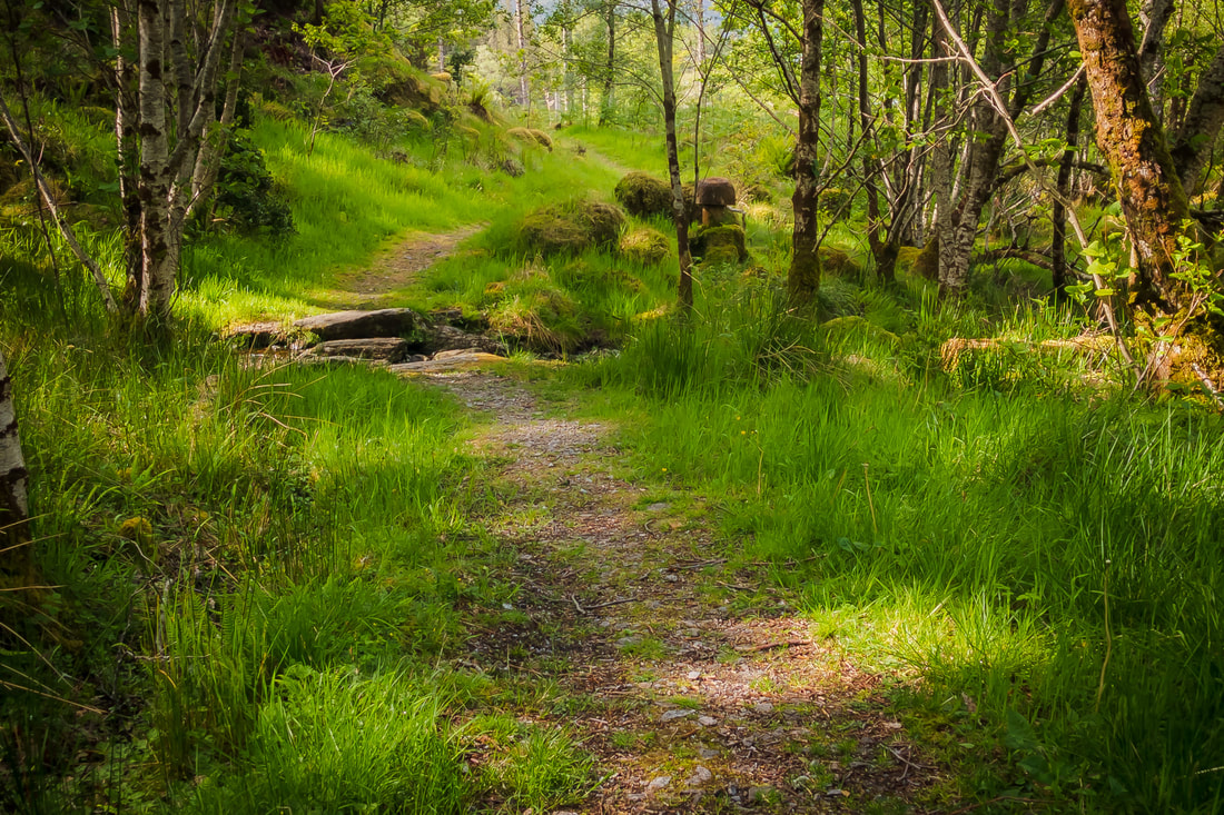 Spring green grass in the woodland at Sàilean nan Cuileag | Sunart Scotland | Steven Marshall Photography