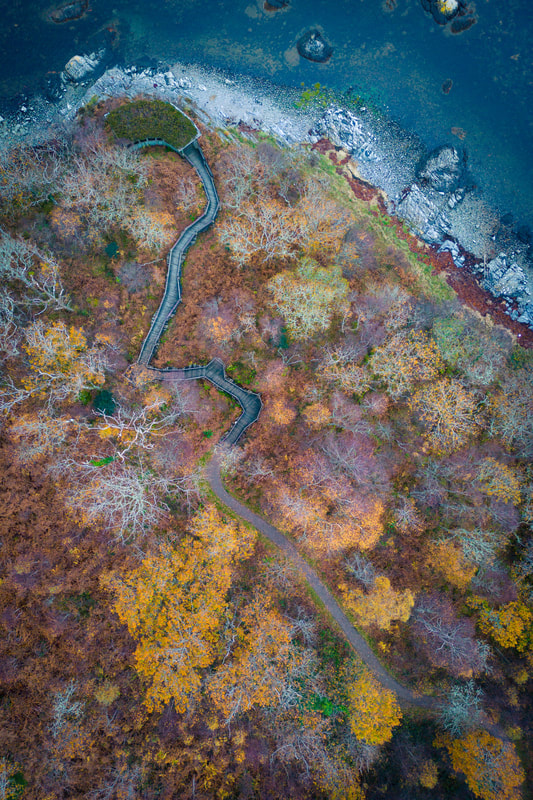 An aerial view of a boardwalk through autumnal woodland leading to Garbh Eilean Wildlife Hide | Sunart Scotland | Steven Marshall Photography