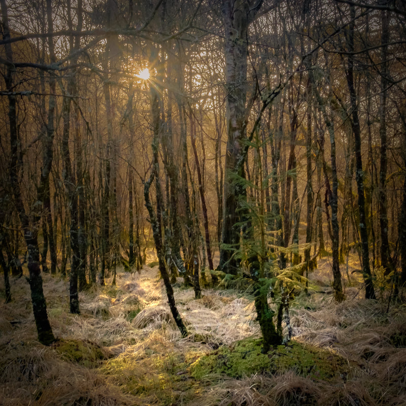 Winter sun tries to break through a thick stand of birch trees in Ariundle Oakwood