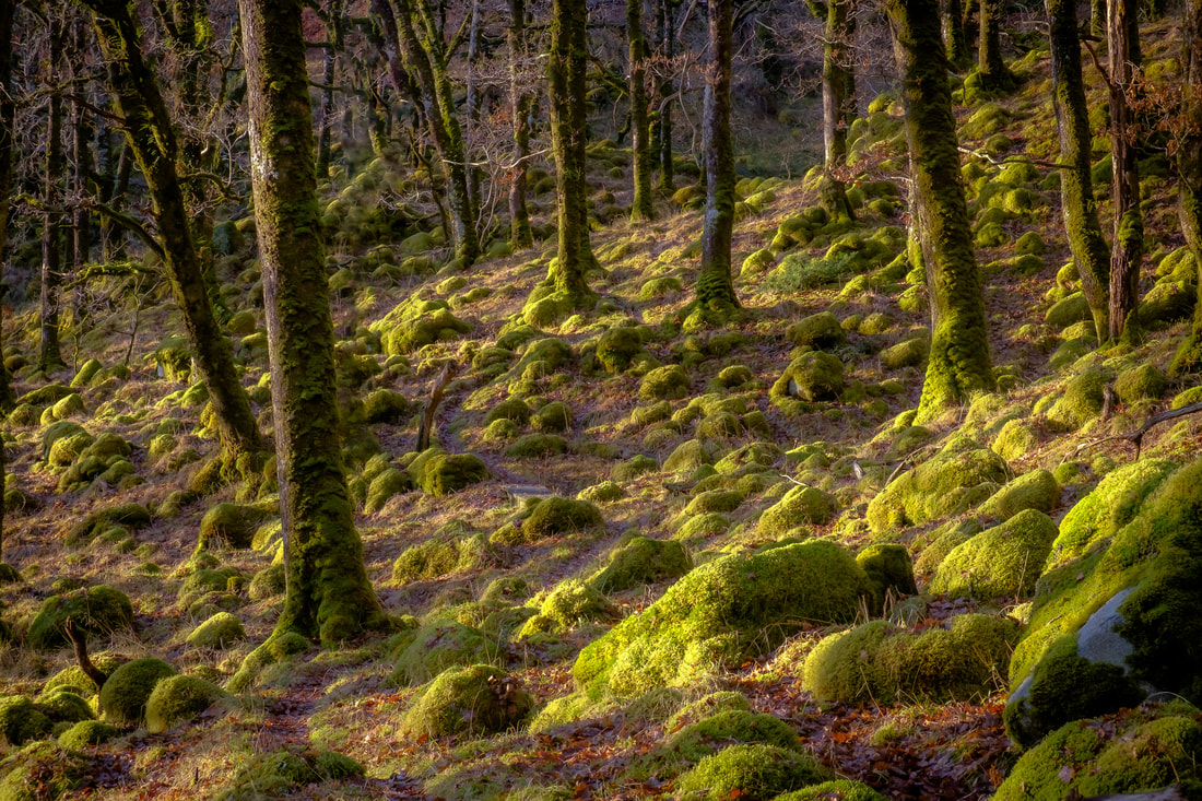 Afternoon light falling on moss-covered boulders amongst the trees of Ariundle Oakwood | Sunart Scotland
