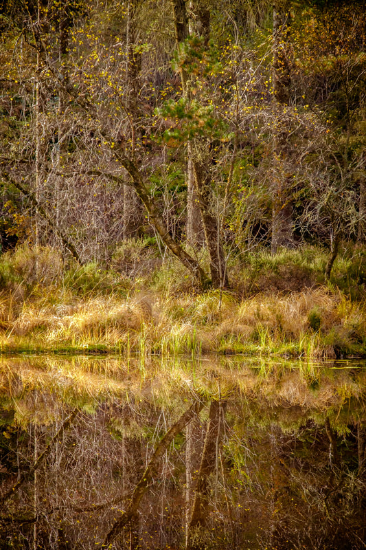 Autumnal light breaking through the woodland around Lochan nan Dunaich, illuminating the trees also their reflection in the surface of the water | Ardnamurchan Scotland