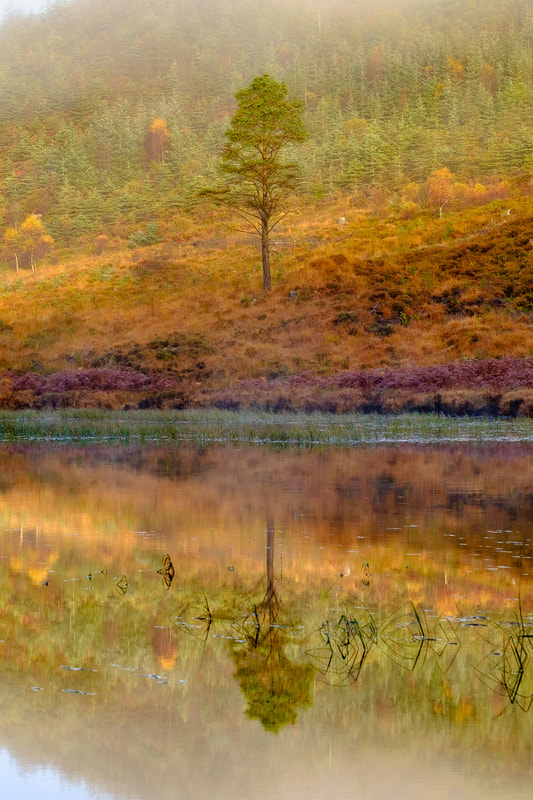 A pine tree reflected in the still waters of Loch Doilet on a calm Autumn morning | Sunart Scotland