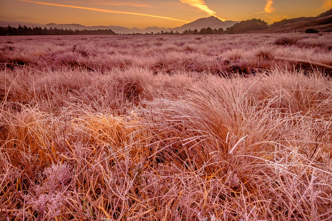 Frost on the tussocks of grass that cover Kentra Moss and the sun beginning to rise from behind Ben Resipole | Ardnamurchan Scotland