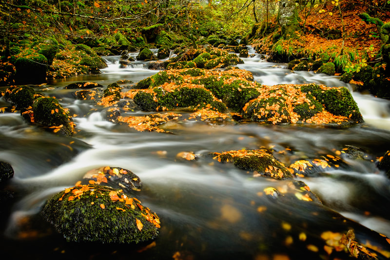 The falling leaves of autumn settling on moss covered rocks of the Allt na Meinne at the entrance to Ariundle Oakwood