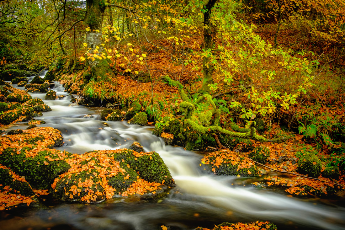 Autumn leaves on the moss-covered rocks Allt na Meinne (Stream of the Mine) looking like gold coins scattered across the river | Sunart Scotland
