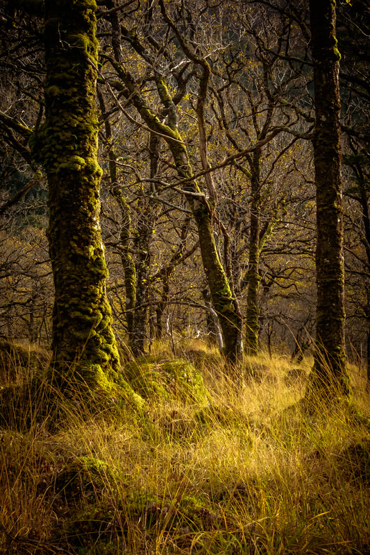 Autumn light falling through the trees in Ariundle Oakwood | Sunart Scotland