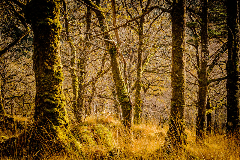 Autumn light falling through the trees on the walk to the abandoned croft at Ariundle Oakwood