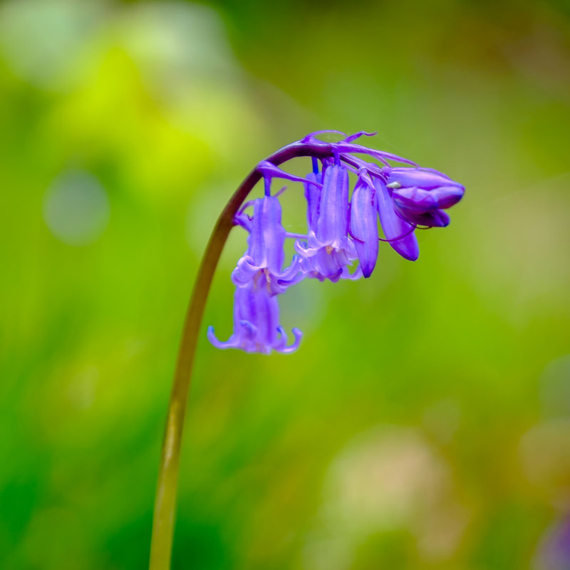 English Bluebell (Hyacinth)