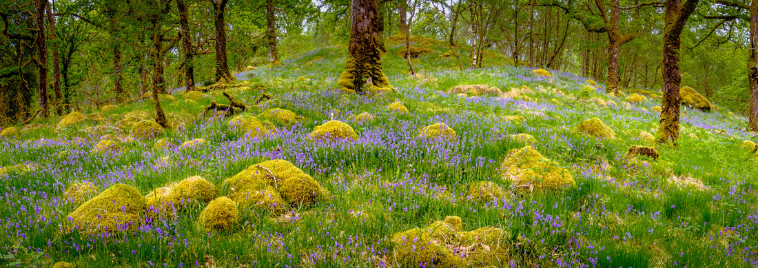 Bluebells amongst the ancient oaks and moss-covered boulders of Ariundle Oakwood | Sunart Scotland