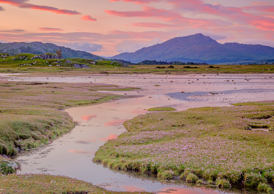 A mid-summer pre-dawn at Kentra Bay with a beautiful carpet of Sea Pinks covering the grassy mounds in the saltmarsh, all under a pink sky | Ardnamurchan Scotland