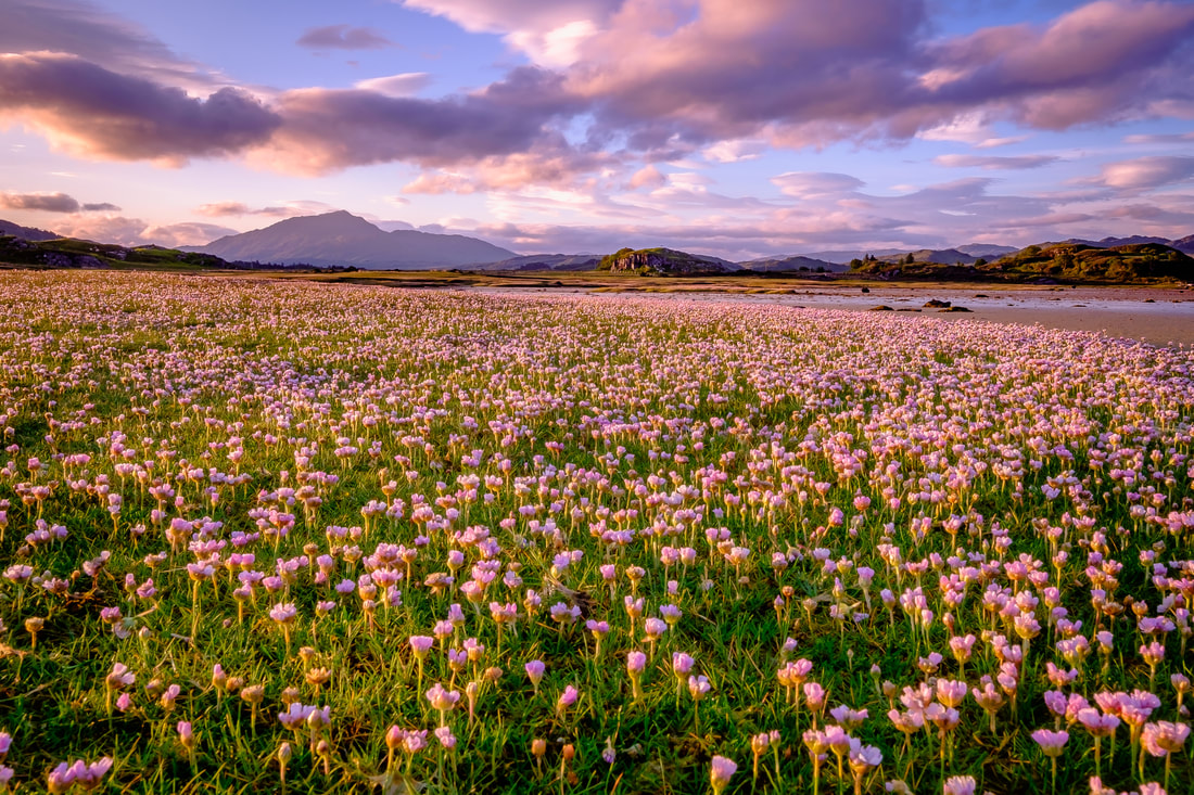 Carpet of Sea Pinks covering the grassy mounds of the saltmarsh at Kentra Bay during a midsummer sunrise | Ardnamurchan Scotland