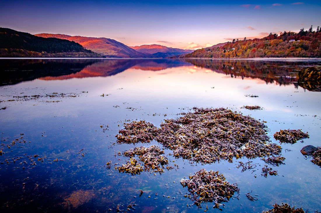 A crisp early winter morning with frosted seaweed settled on the shore of Loch Sunart | Sunart Scotland