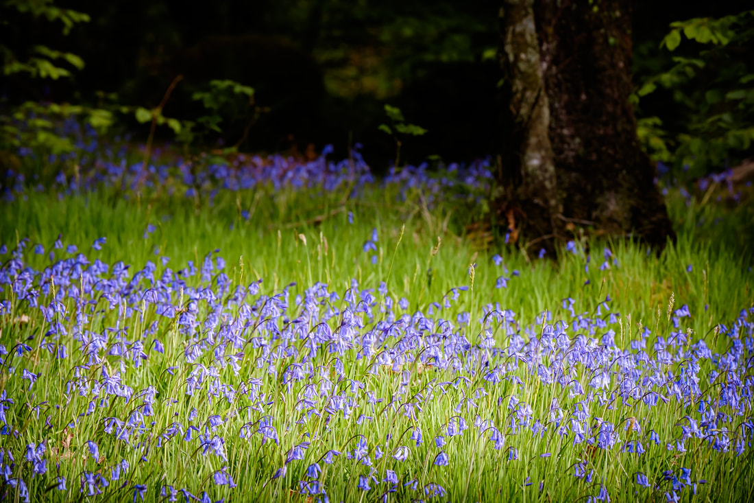 The woodland at the entrance to Phemie's Wail in Strontian carpeted with bluebells | Sunart Scotland