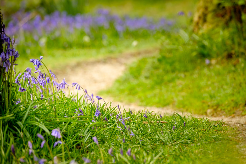 A path winding through the bluebells on Phemie’s Walk, Strontian