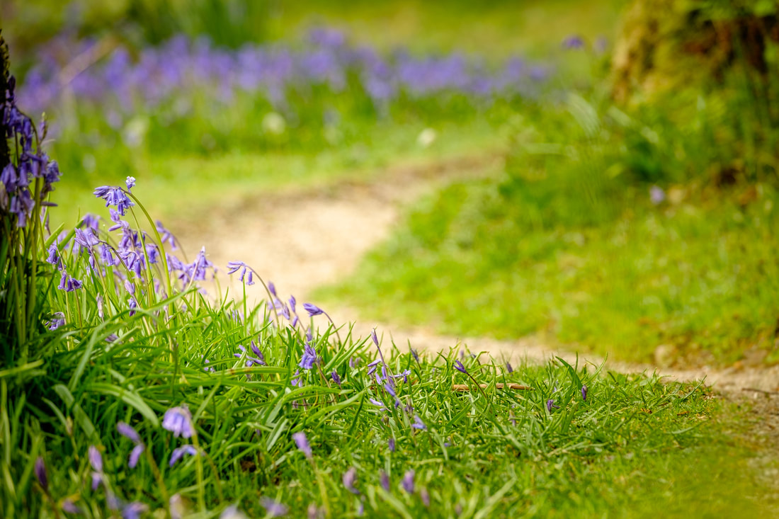 The pathway through Phemie’s wood in Strontian lined with bluebells | Sunart Scotland