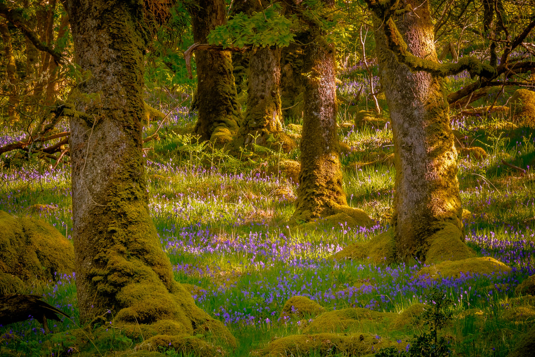 Sunlight filtering through the ancient oaks of the Ariundle Oakwood and falling on patches of bluebells that cover the woodland floor | Sunart Scotland