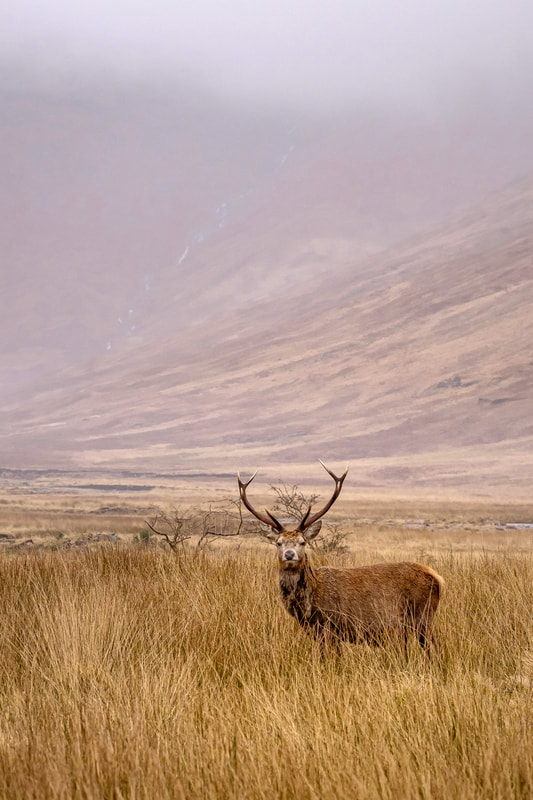 Red deer stag looking directly into the camera while standing amongst the mist shrouded hills of Glen Galmadale on Kingairloch Estate | Ardgour Scotland