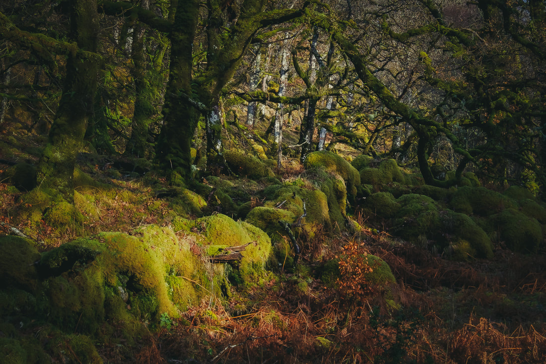 Sunlight filtering through the branches of ancient oaks onto a moss-covered boundary wall in Ariundle Oakwood | Sunart Scotland | Steven Marshall Photography