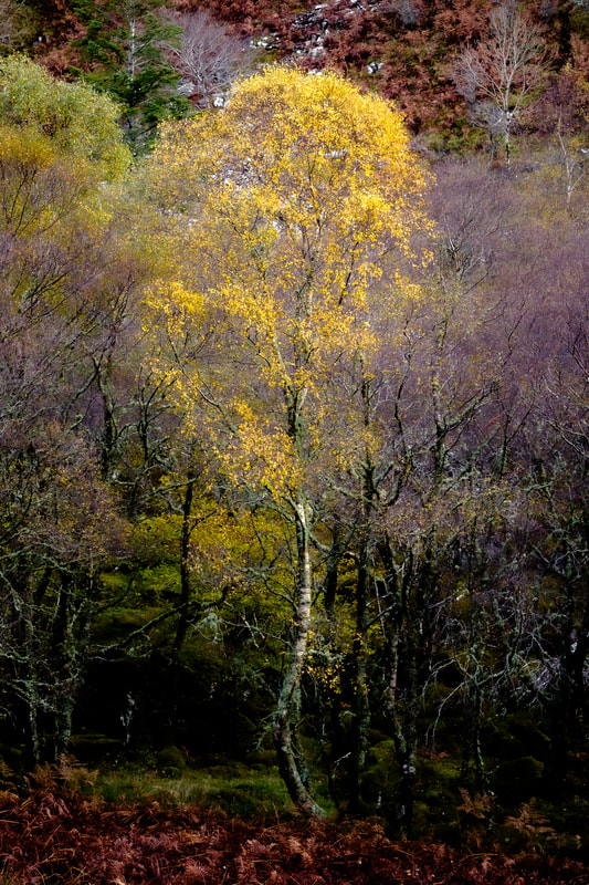 A single silver birch holding on to its autumn foliage while those around it have long lost theirs | Moidart Scotland
