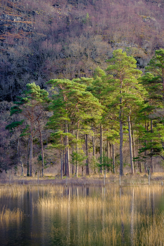 A side lit stand of Scots Pines beside a lochan with reeds in the foreground | Moidart Scotland | Steven Marshall Photography