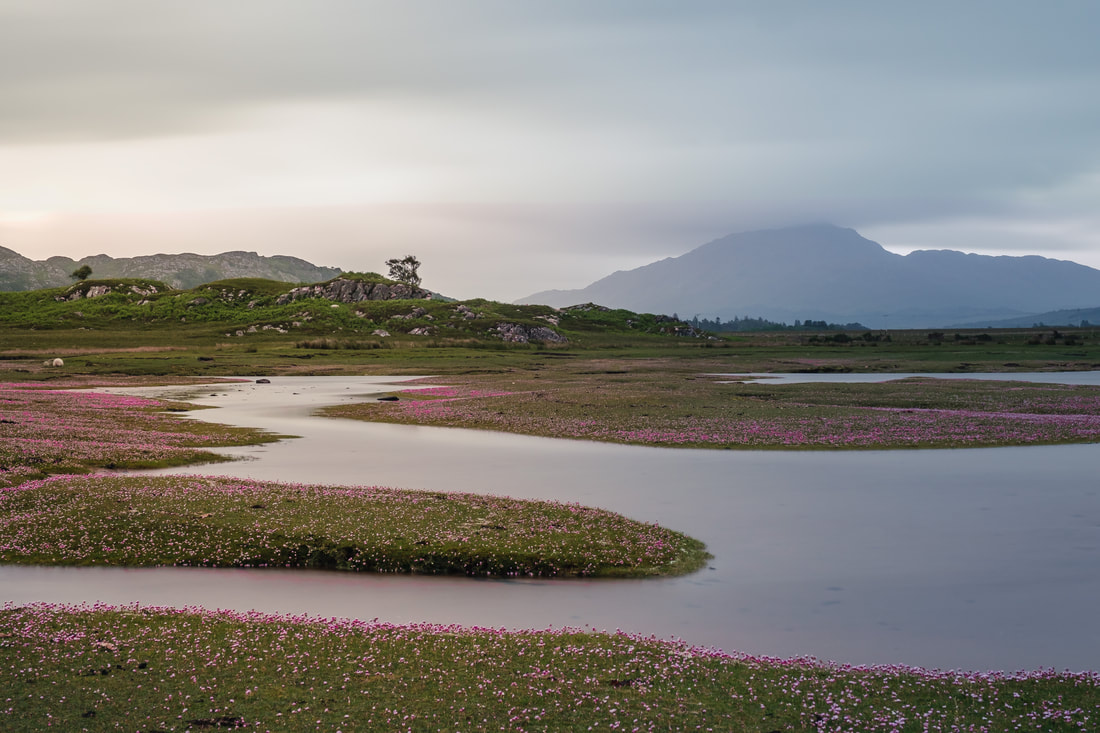 Daybreak on a grey morning at Kentra Bay with sea pinks (thrift) covering the salt marsh | Ardnamurchan Scotland | Steven Marshall Photography
