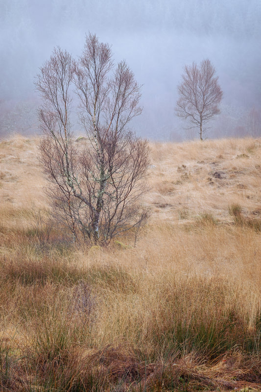 A pair of bare silver birch tree in the mist at Ariundle Oakwood near Strontian | Sunart Scotland | Steven Marshall Photography