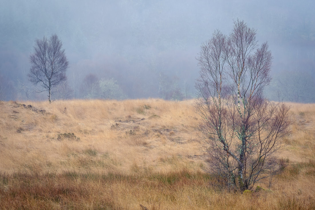 A pair of bare silver birch tree in the mist at Ariundle Oakwood near Strontian | Sunart Scotland | Steven Marshall Photography