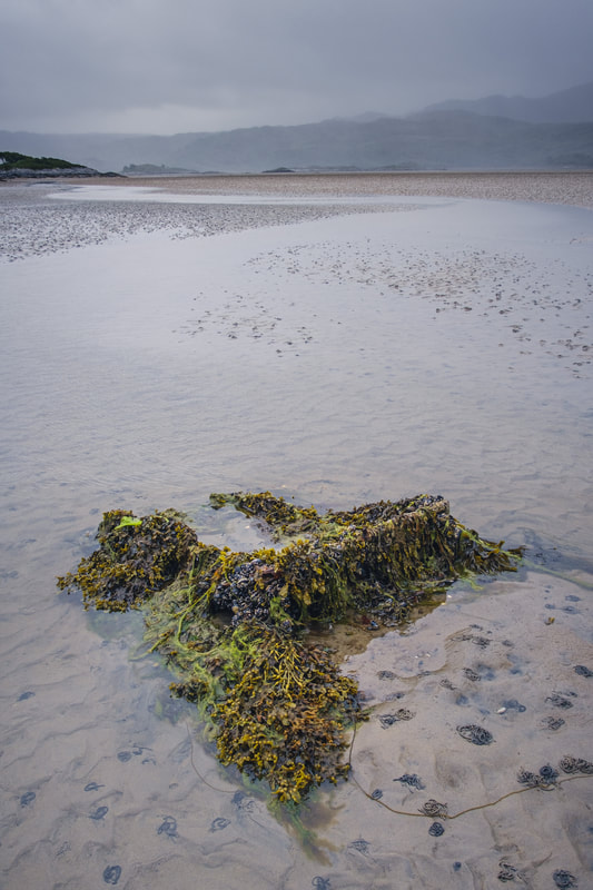 Seaweed on the mudflats of Kentra Bay at low tide | Ardnamurchan Scotland | Steven Marshall Photography