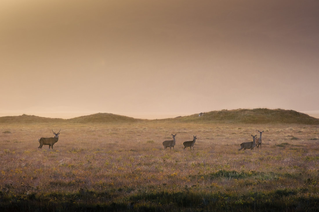 A red deer stag and a group of hinds at Mingarry on a misty morning at sunrise | Moidart Scotland | Steven Marshall Photography