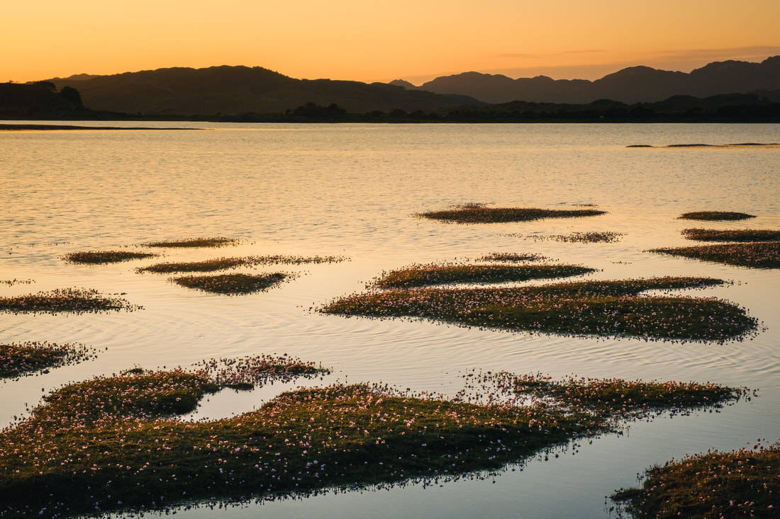 Sea pinks or Thrift in the salt marsh of Kentra Bay at sunset | Ardnamurchan Scotland | Steven Marshall Photography