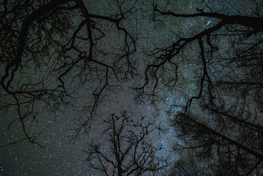 A web of oak tree branches partly obscuring the winter night sky above them | Ardnamurchan Scotland