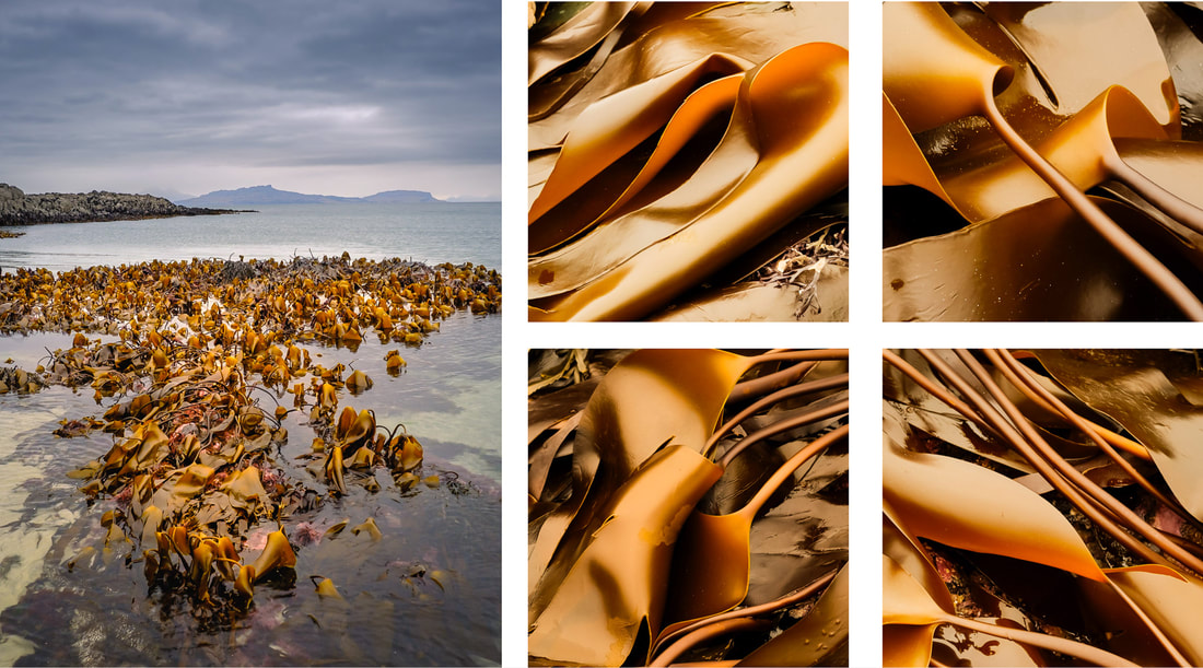 A bed of golden sea kelp in Fascadale Bay with the Isle of Eigg on the distant horizon | Ardnamurchan, Scotland | Steven Marshall Photography