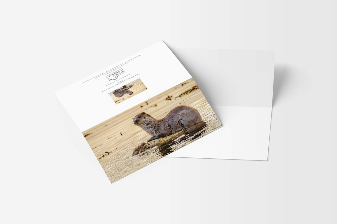 A DL sized greeting card featuring an image of an otter photographed on Loch Sunart | Ardnamurchan Scotland