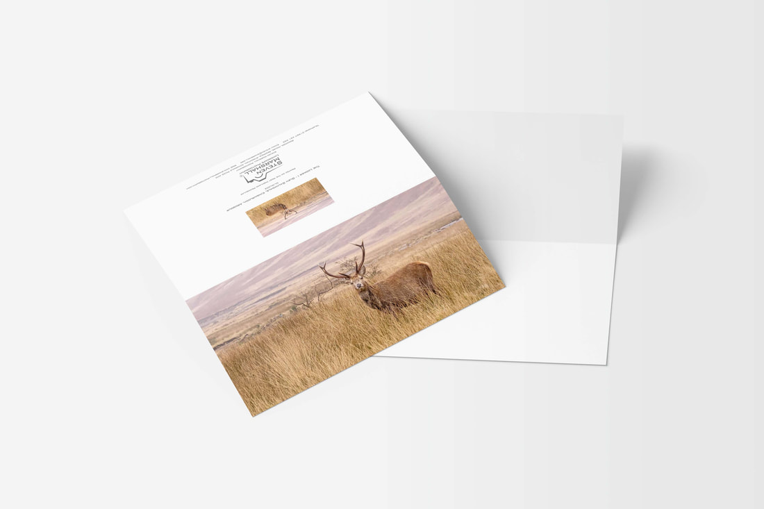 A DL sized greeting card featuring a stag photographed on Kingairloch Estate | Ardnamurchan Scotland